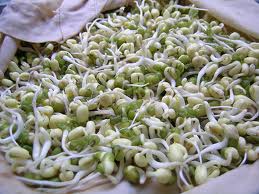 Lại phát hiện giá đỗ sử dụng chất tẩy trắng?